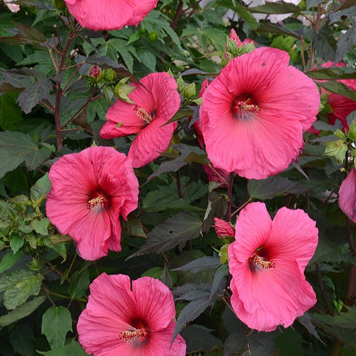 Hibiscus des marais Planet®Griotte Tangri - Hibiscus moscheutos tangri planet ® griotte tangri - Plantes