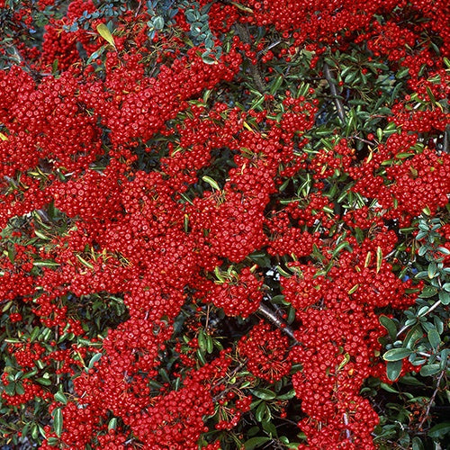 Buisson ardent Saphyr® Rouge Cadrou - Pyracantha - Pyracantha saphyr ® rouge'cadrou' - Willemse