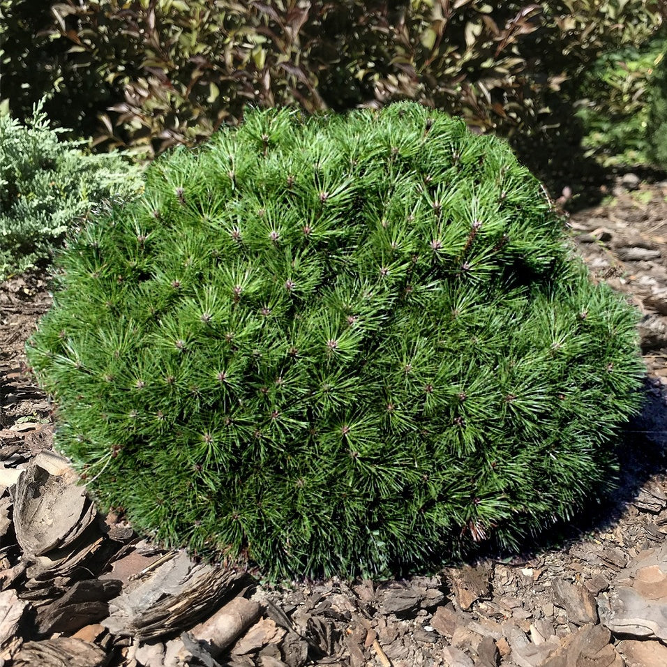 Pin nain Pierrick Brégeon - Pinus nigra pierrick brégeon - Arbres