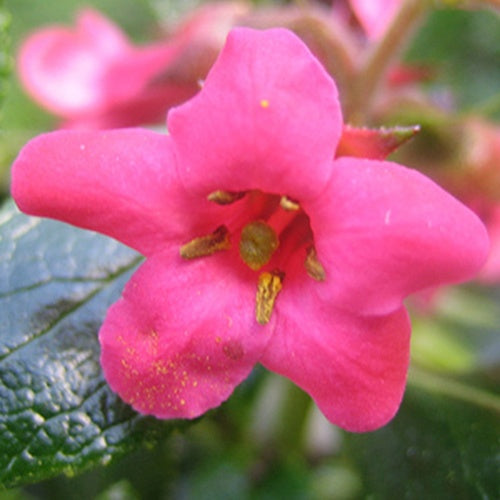 Escallonia Donard Radiance - Escallonia donard radiance - Willemse