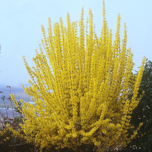 Forsythia Week End® Courtalyn - Forsythia intermedia week end ® courtalyn - Willemse