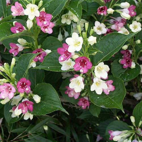 Weigélia Marjorie - Weigela majorie - Willemse