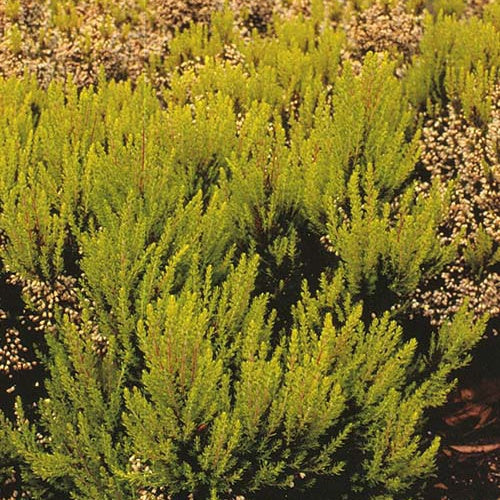Bruyère arborescente Estrella Gold - Erica arborea estrella gold - Willemse