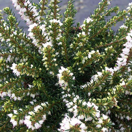 Bruyère d'hiver White Perfection - Erica darleyensis white perfection - Plantes vivaces