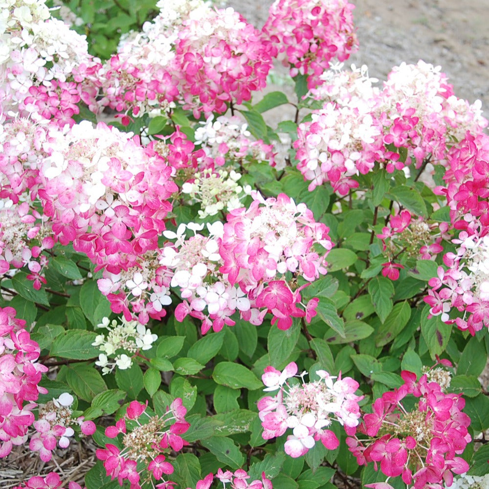 Hortensia paniculé Diamant Rouge - Hydrangea paniculata diamant rouge ® 'rendia' - Hortensias