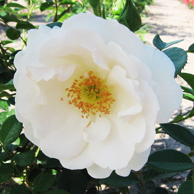 Rosier grimpant Hella - Rosa Hella - Willemse