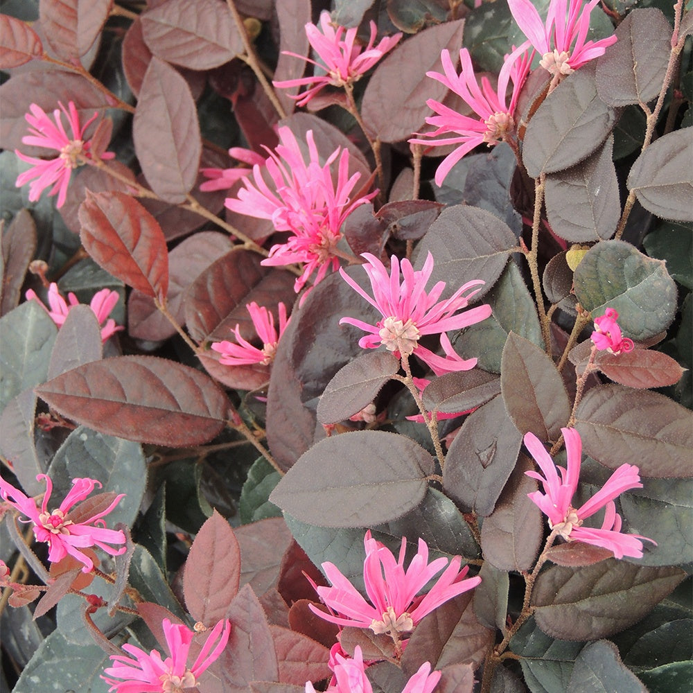 Loropétale de Chine Fire Dance - Loropetalum chinense fire dance - Arbustes