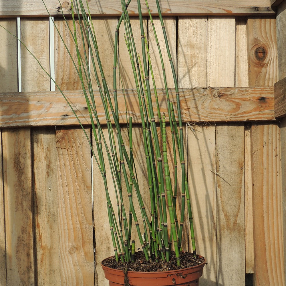 Prêle japonaise - Equisetum japonicum