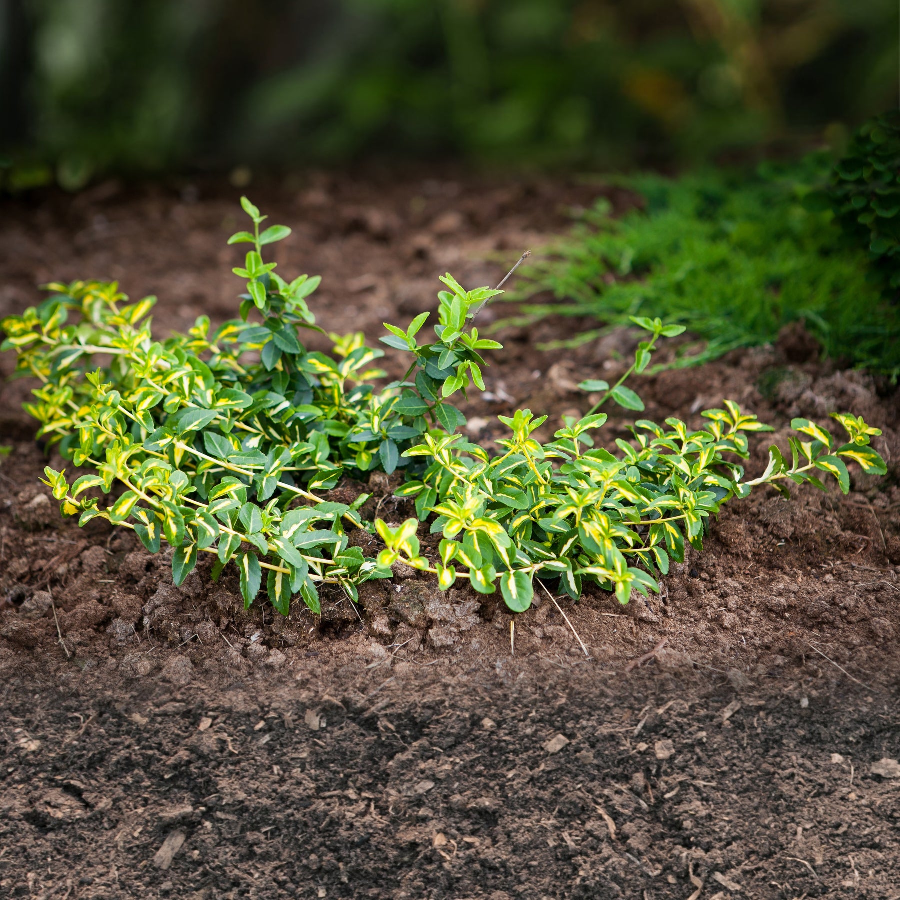 Fusain persistant Sunspot - Euonymus fortunei sunspot - Arbustes