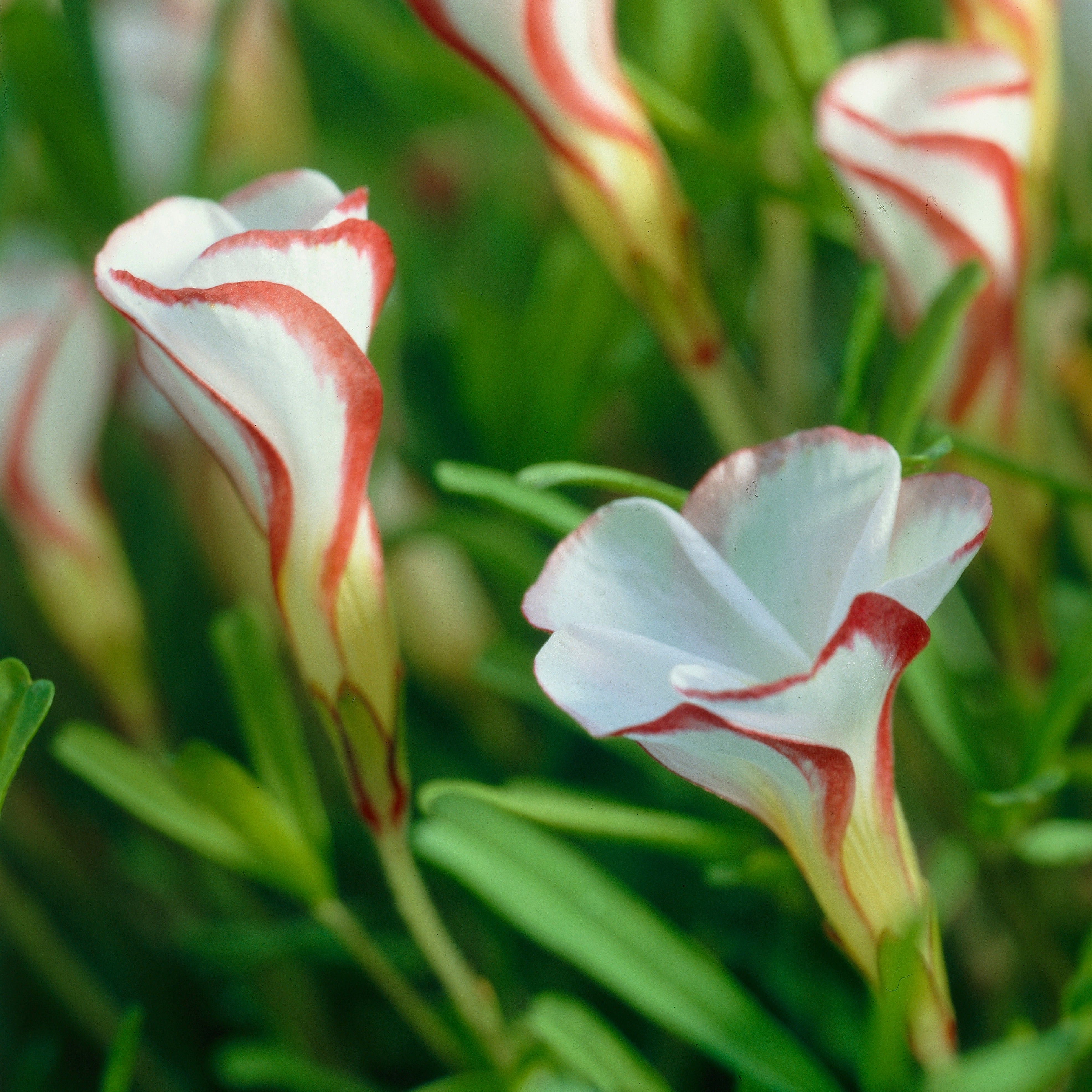 Bulbi Di Oxalis Perenni Resistenti All'inverno – 12 Pezzi, Tappezzanti E Decorativi, Perfetti Per Giardino E Soggiorno