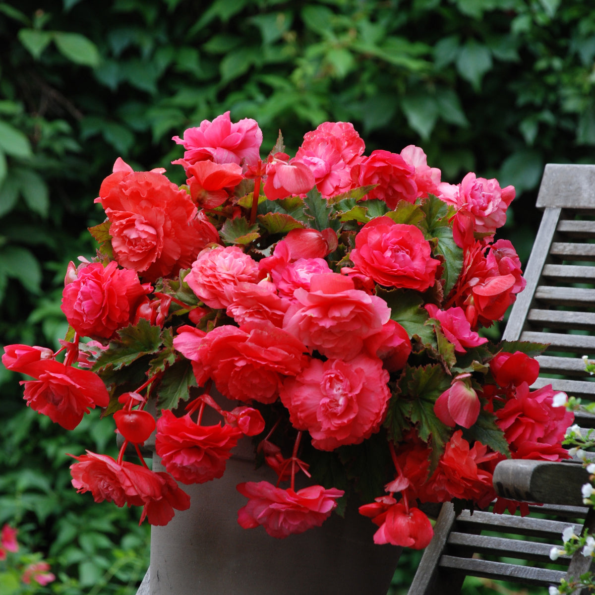 5 Bégonias retombants parfumés Pink delight - Begonia odorata pink delight - Bulbes à fleurs