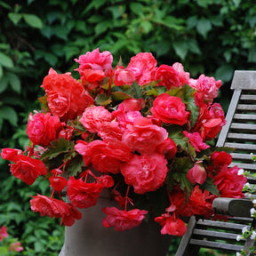 5 Bégonias retombants parfumés Pink delight - Begonia odorata pink delight - Bulbes à fleurs