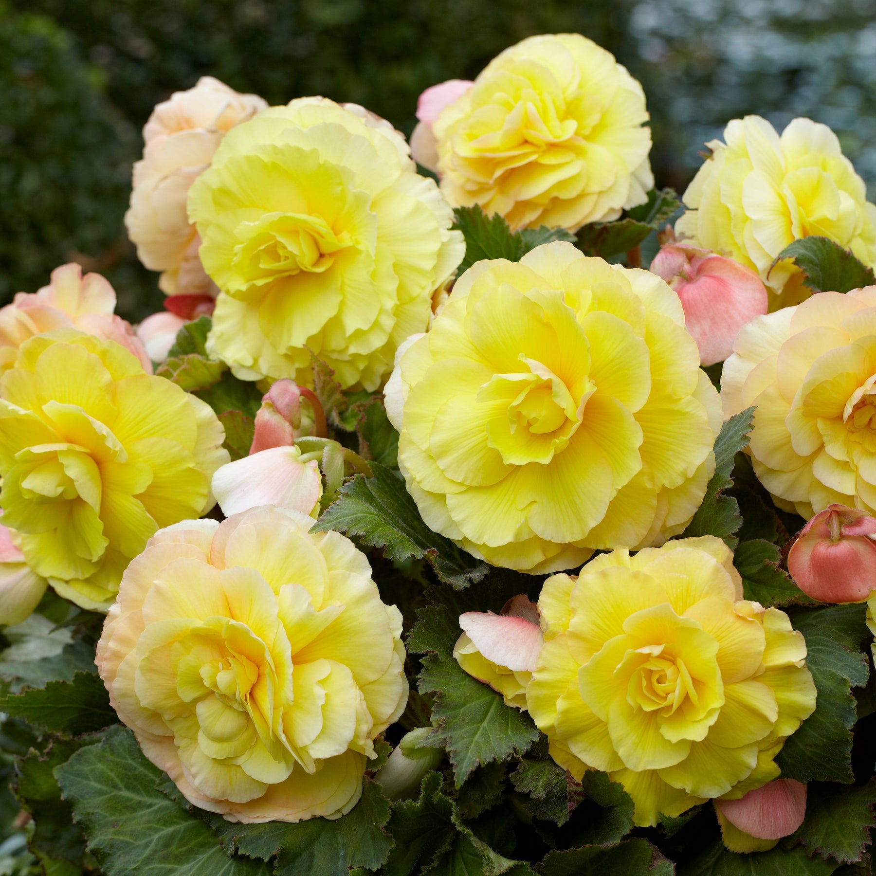 5 Bégonias doubles jaunes - Begonia superba - Plantes