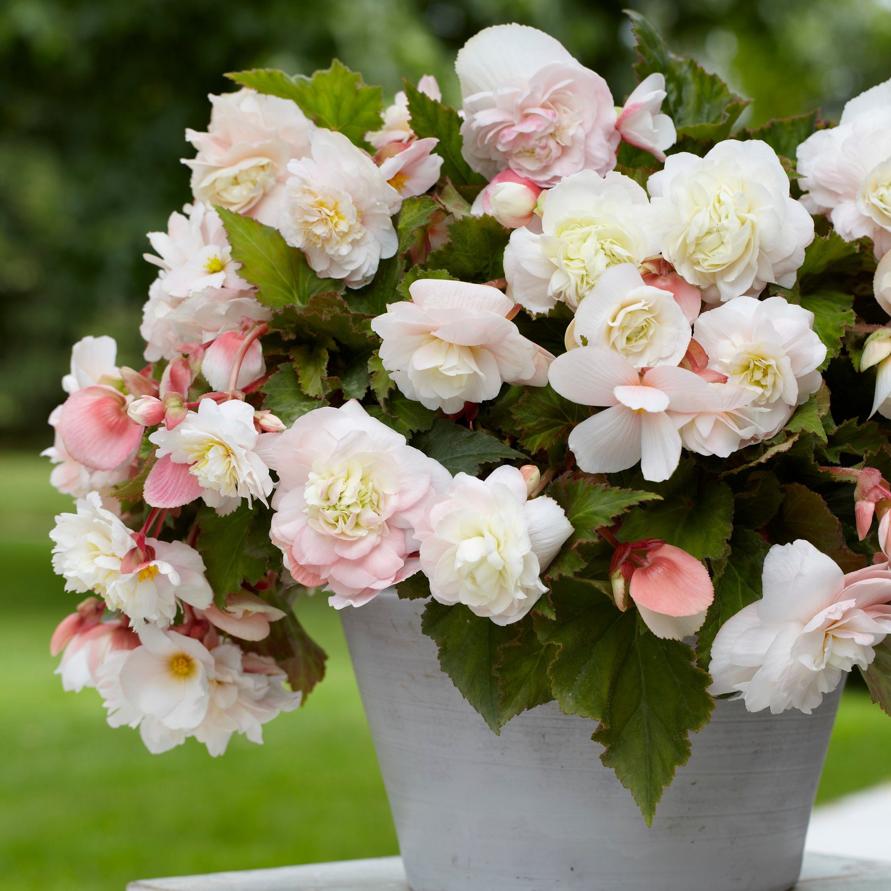 5 Bégonias parfumés Angélique - Begonia odorata angélique - Bégonia