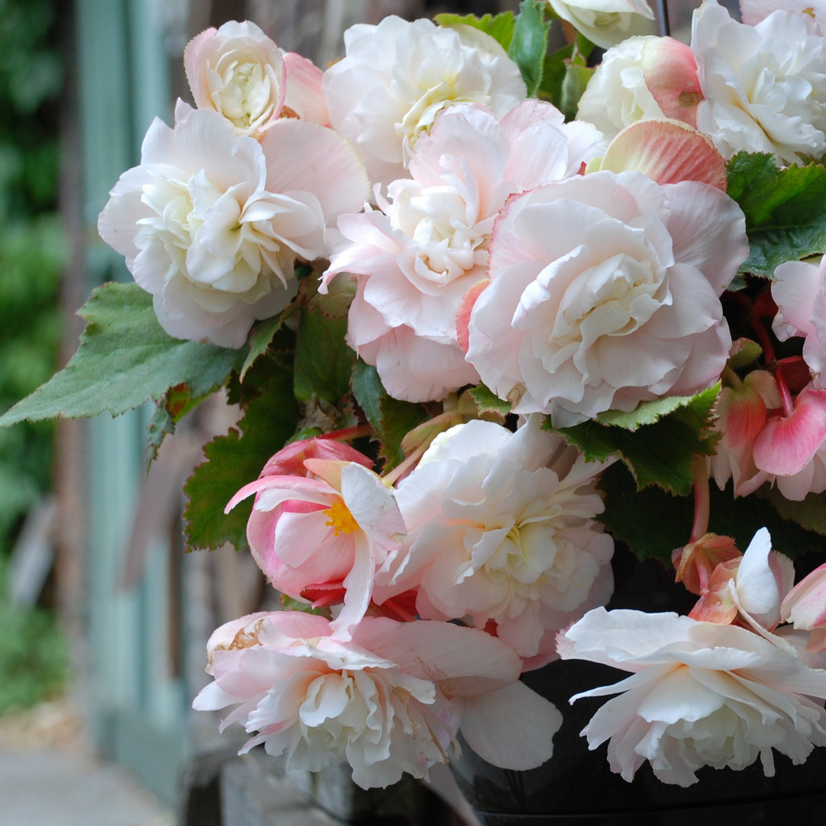 5 Bégonias parfumés Angélique - Begonia odorata angélique - Willemse