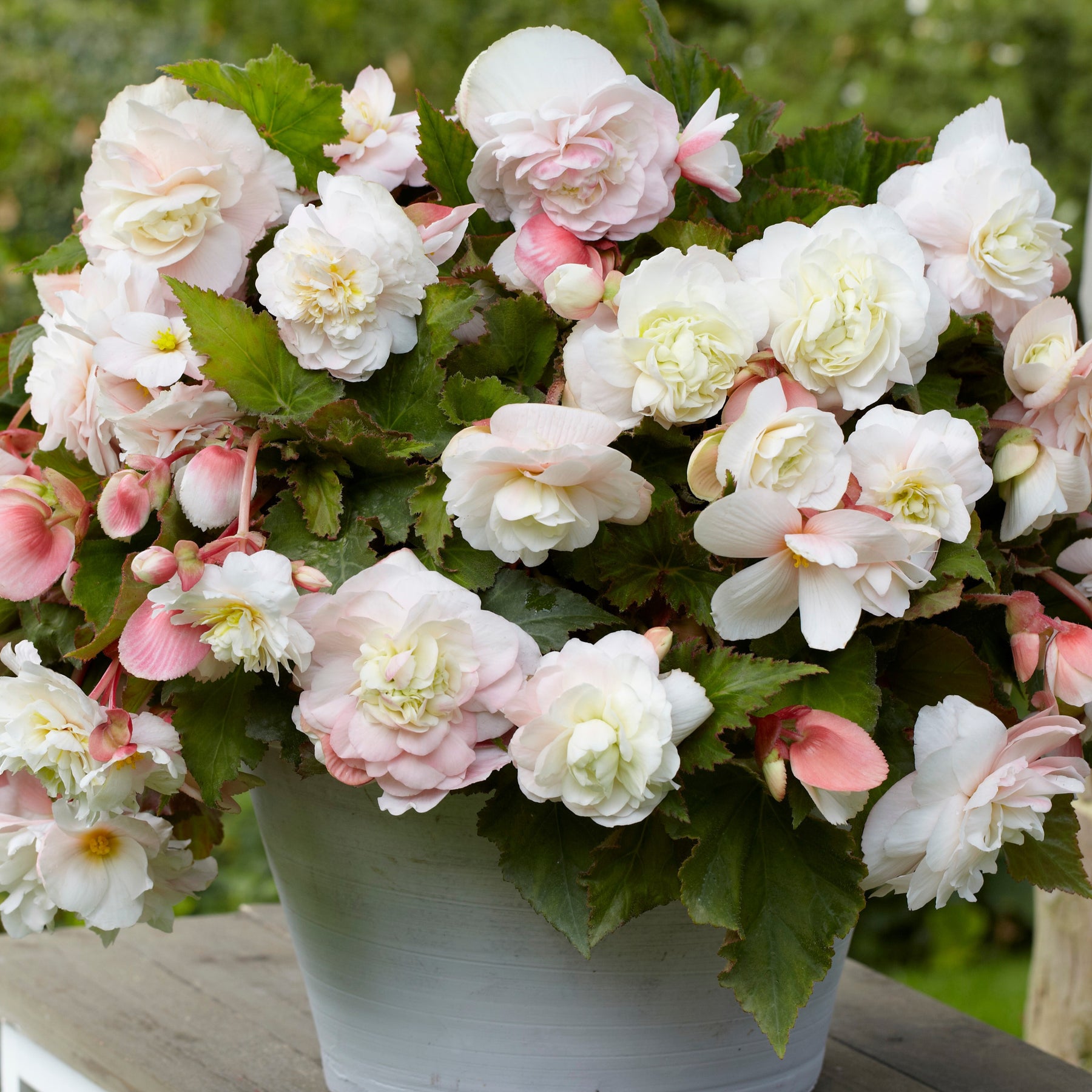 5 Bégonias parfumés Angélique - Begonia odorata angélique