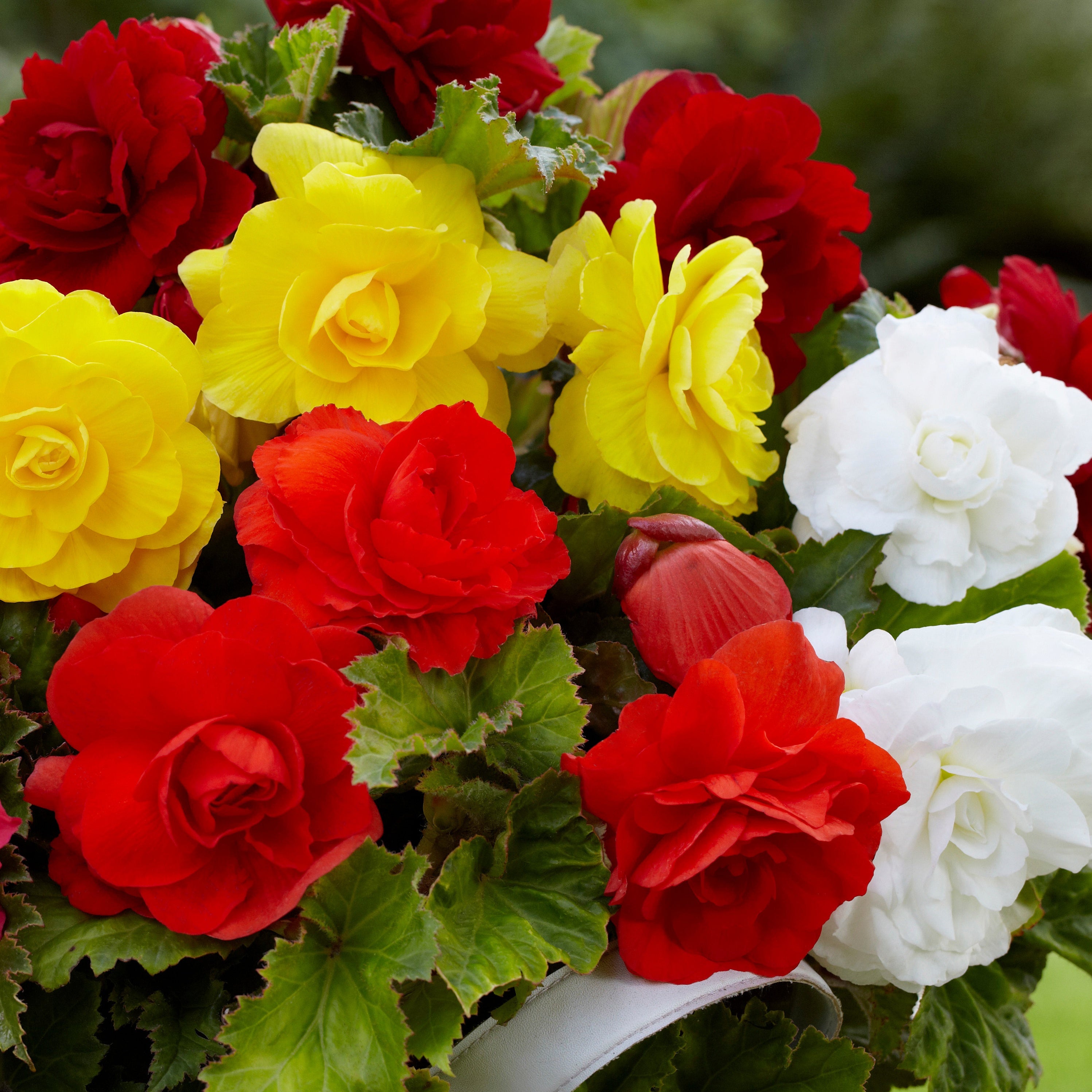 Bulbes 24 Bégonias tubéreux doubles en mélange Begonia tuberhybrida — free download