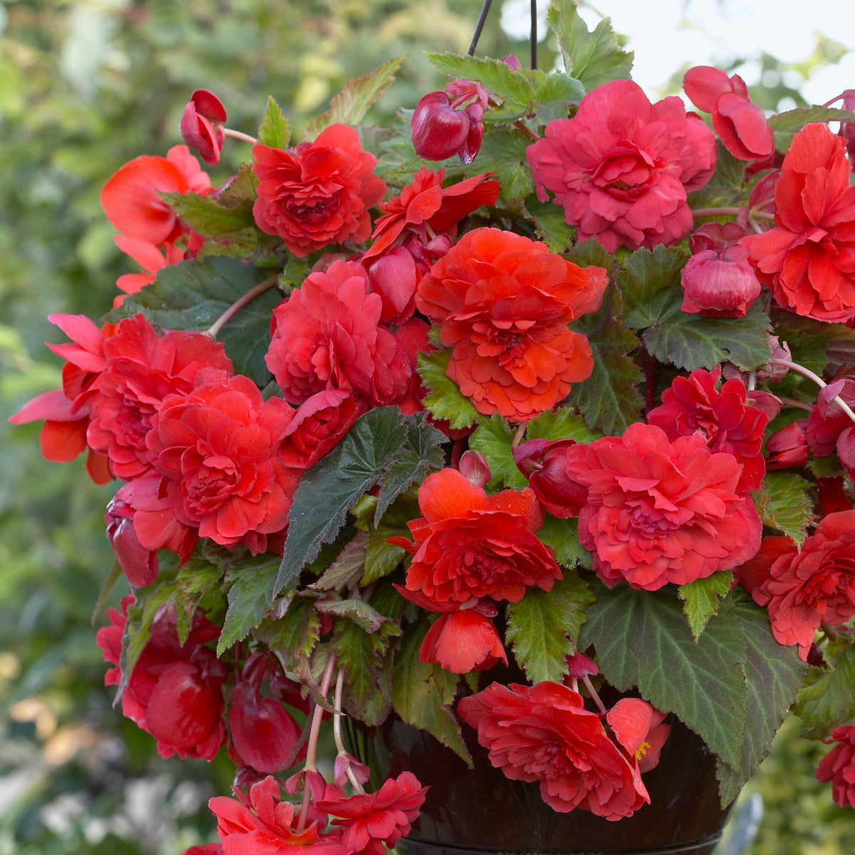 5 Bégonias parfumées Red Glory - Begonia odorata red glory