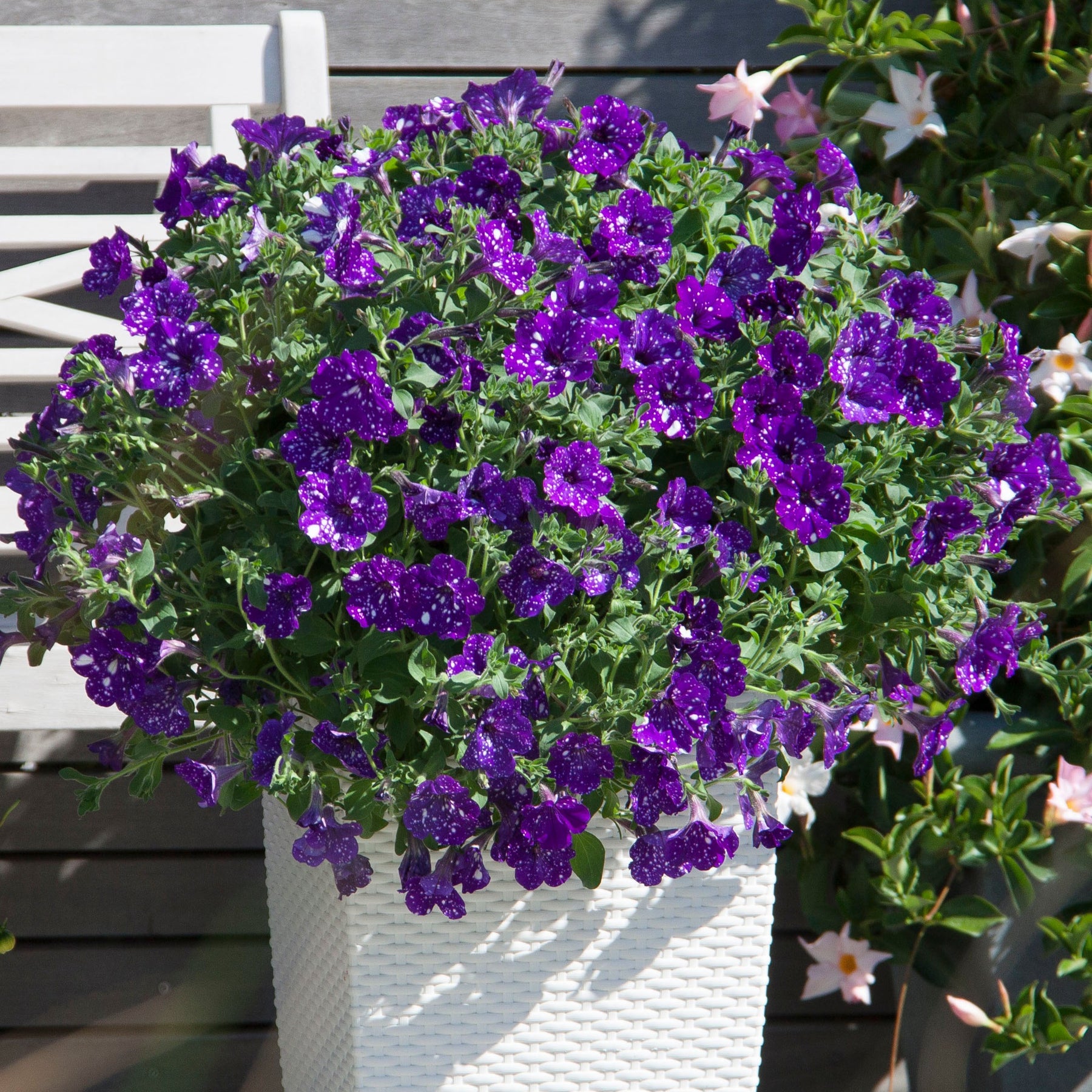 3 Pétunias mouchetés Nuit étoilée - Petunia nightsky - Pétunias