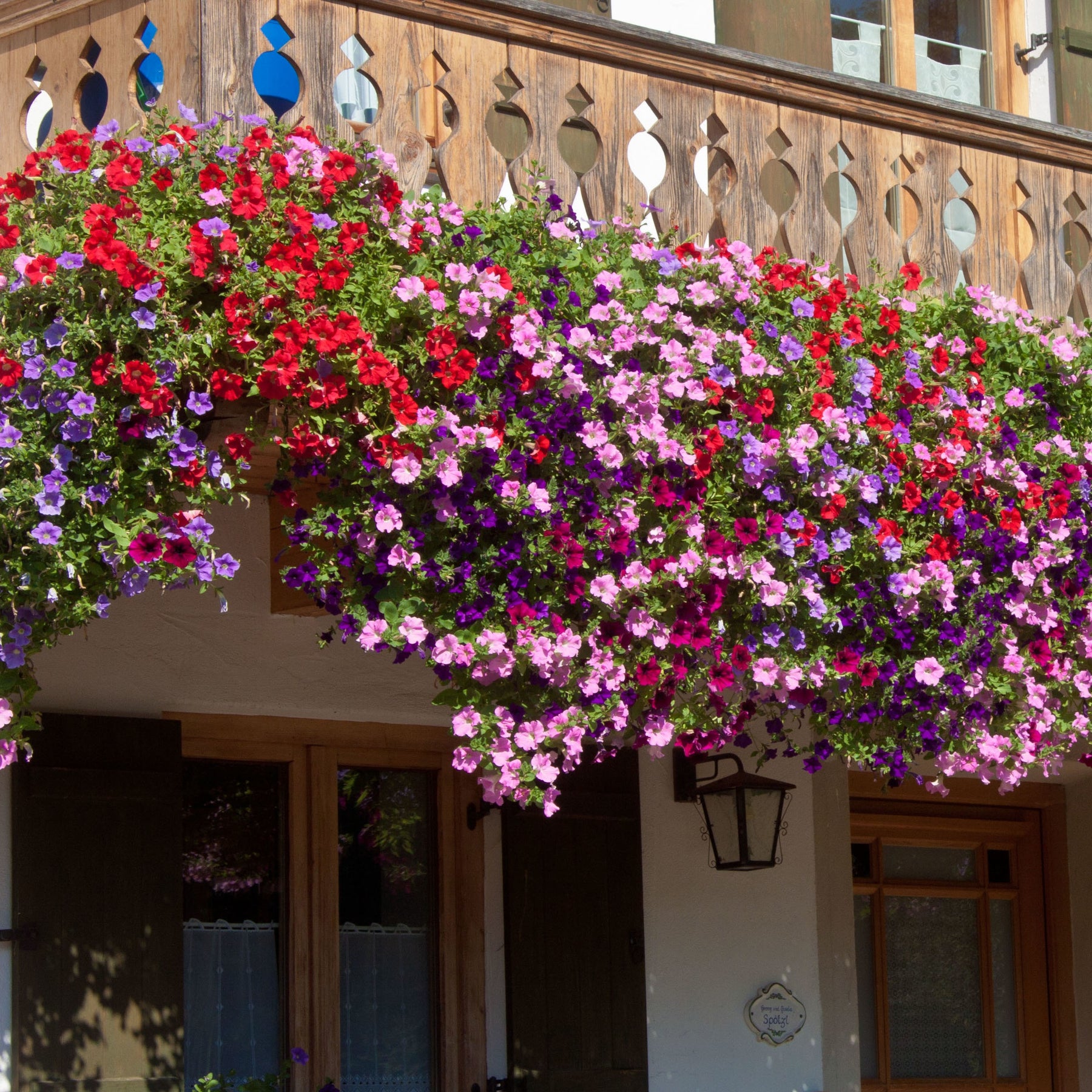 3 Pétunias des Alpes en mélange - Alpe tunia® mix