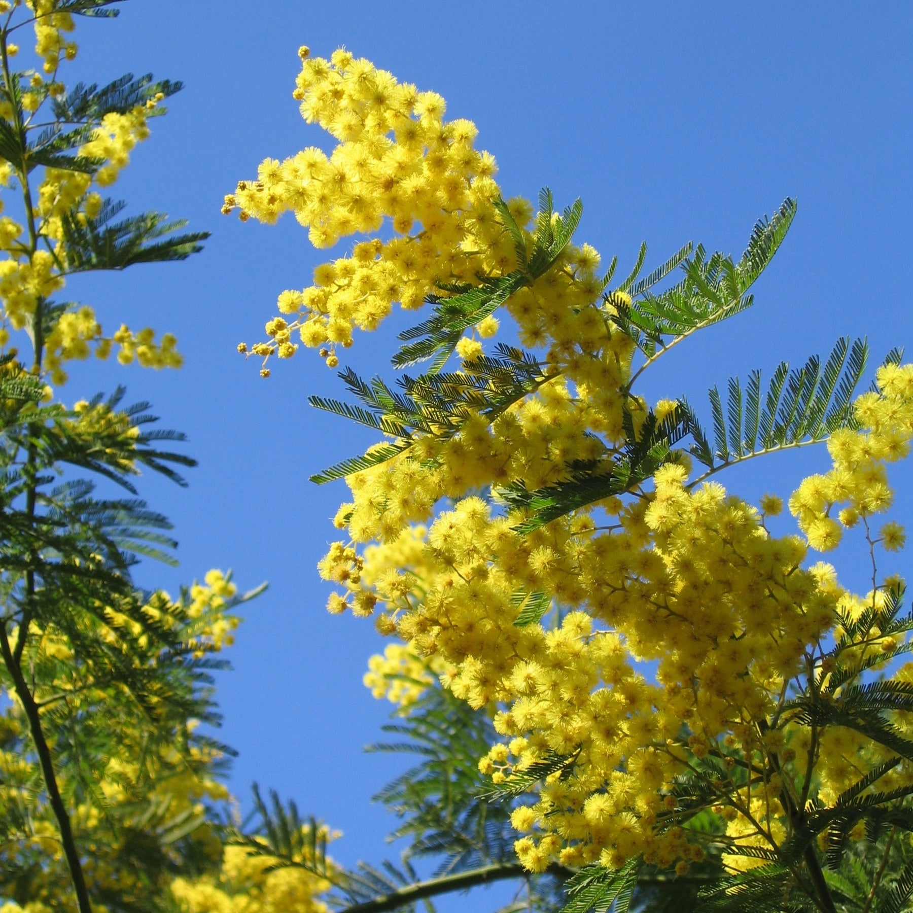 Mimosa d'hiver