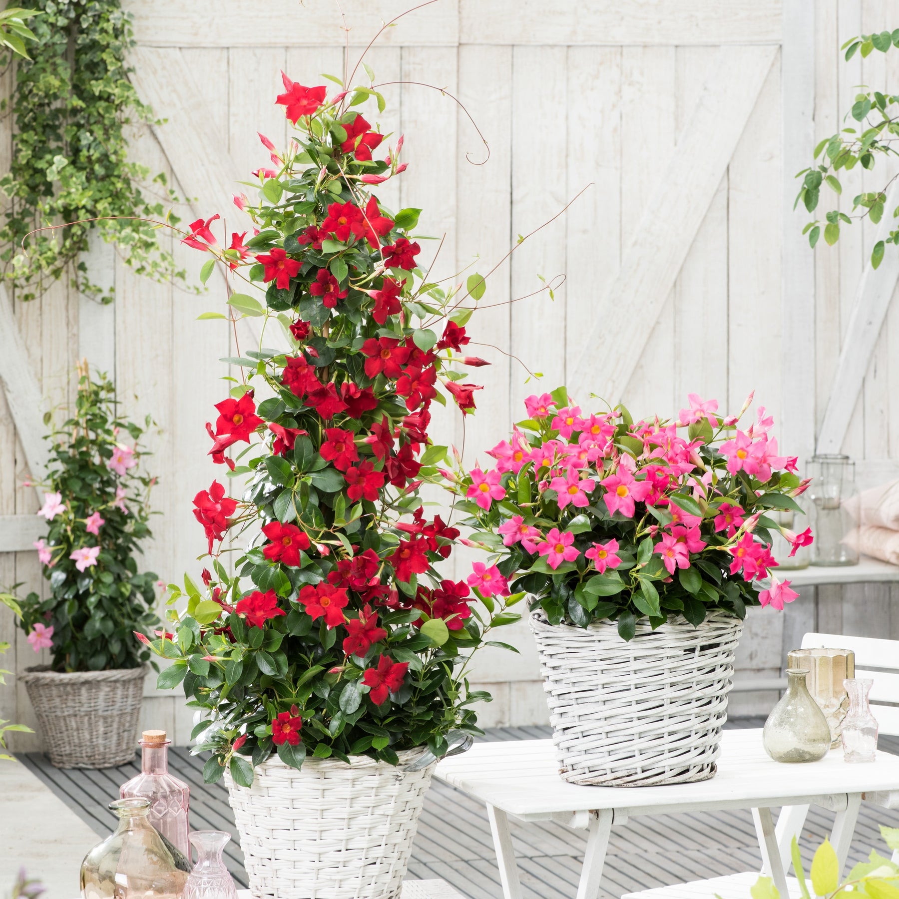 Jasmin du Brésil rouge - Dipladenia - Dipladenia