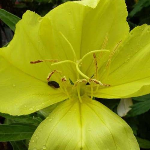 Oenothère à grandes fleurs - Onagre - Oenothera macrocarpa - Fleurs vivaces