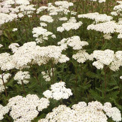 Achillée millefeuille Heinrich Vogeler - Achillea filipendulina heinrich vogeler - Plantes