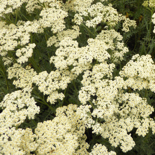 3 Achillées Alabaster - Achillea hybride alabaster - Plantes