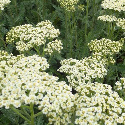 3 Achillées Alabaster - Achillea hybride alabaster - Plantes vivaces