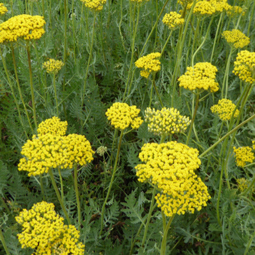 Achillée Coronation Gold - Achillea hybride coronation gold - Plantes