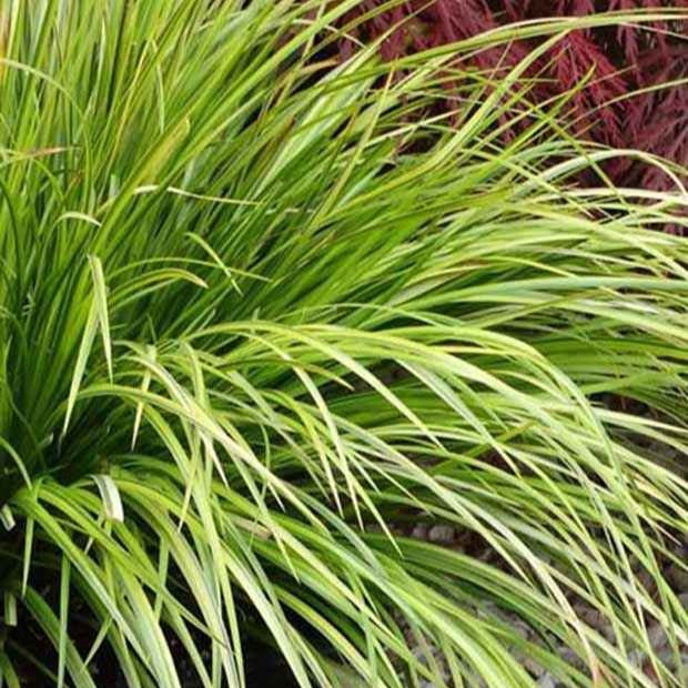 Acore graminée Hakuro-Nishiki - Acorus gramineus hakuro-nishiki - Willemse