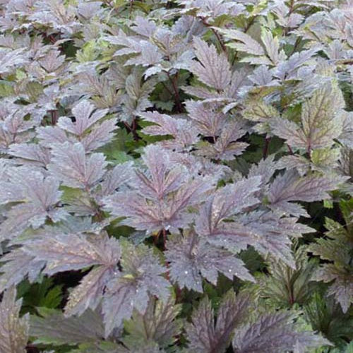 Cierge d'argent Chocoholic - Actaea chocoholic - Willemse