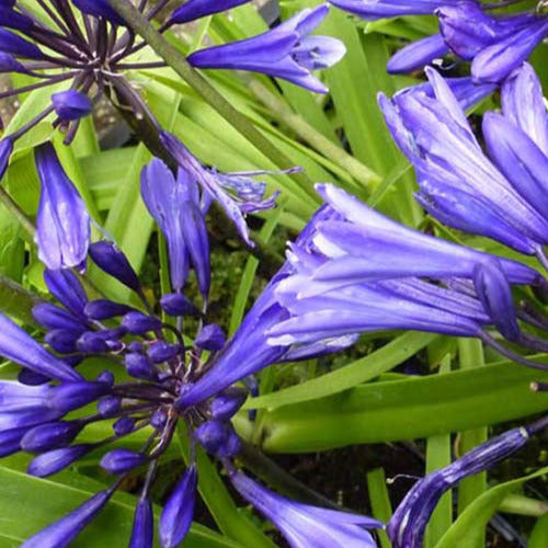 Agapanthe Navy Blue - Agapanthus navy blue - Plantes