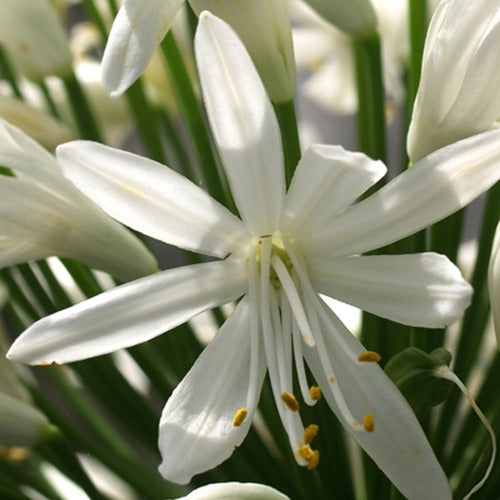 Agapanthe White Heaven - Agapanthus white heaven - Plantes