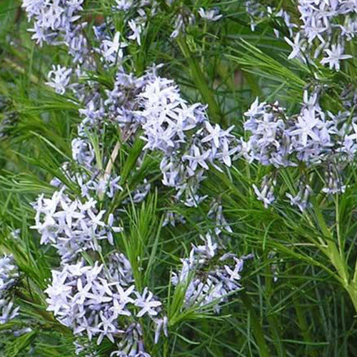 Amsonie hubrichtii - Amsonia hubrichtii - Plantes