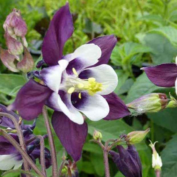 Ancolie des jardins William Guiness - Aquilegia vulgaris william guiness - Plantes