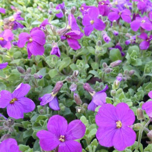 3 Aubriètes Cascade Purple - Aubrieta cascade purple - Plantes