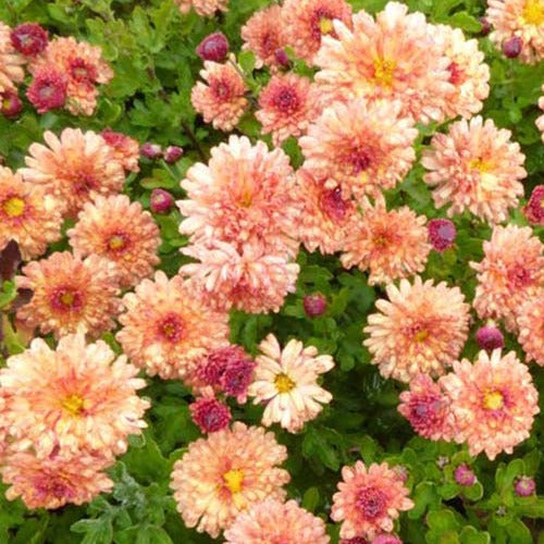 3 Chrysanthèmes des jardins Herbstbrokat - Chrysanthemum indicum herbstbrokat - Plantes