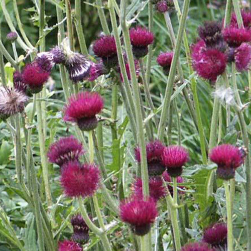 Cirse des ruisseaux - Cirsium rivulare atropurpureum - Willemse