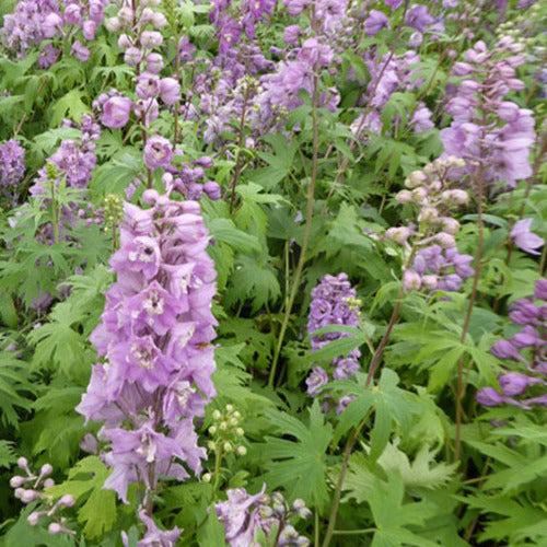 3 Delphiniums géants Astolat - Delphinium pacific astolat - Plantes