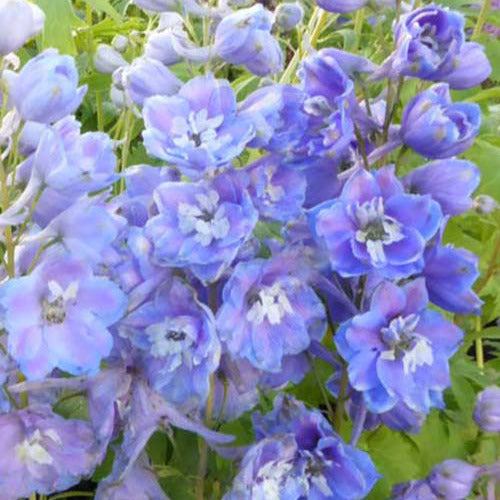 3 Delphiniums géants Camelliard - Delphinium ( pacific giant group ) camelliard - Plantes