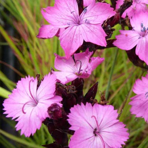 3 Œillets des chartreux - Dianthus carthusianorum - Plantes