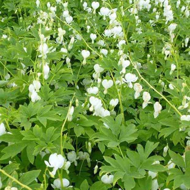 Coeur de Marie blanc - Dicentra spectabilis alba - Plantes