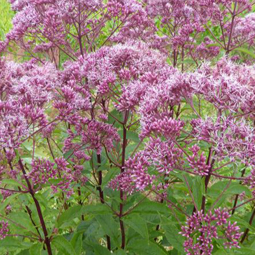 Eupatoire maculée Atropurpureum - Eupatorium maculatum atropurpureum - Willemse