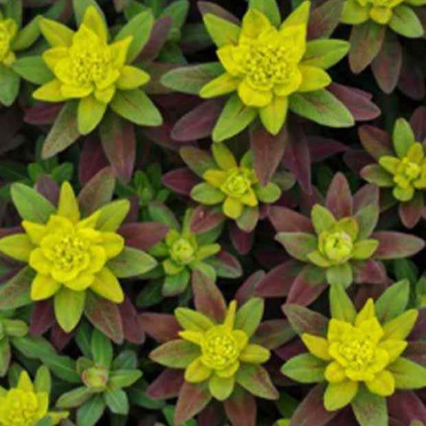 Euphorbe polychrome Purpurea - Euphorbia polychroma purpurea - Willemse