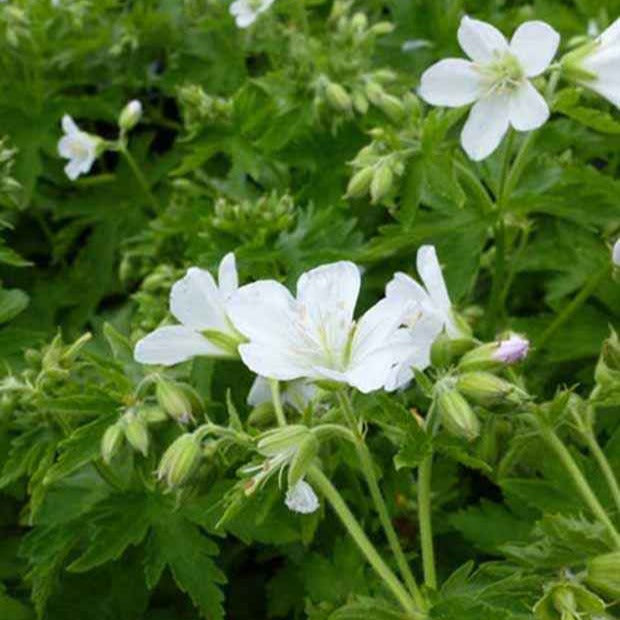 Géranium vivace des bois Album - Geranium sylvaticum album - Plantes