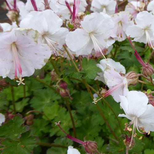 3 Géraniums vivaces sanguins Album - Geranium x cantabrigiense st ola - Plantes