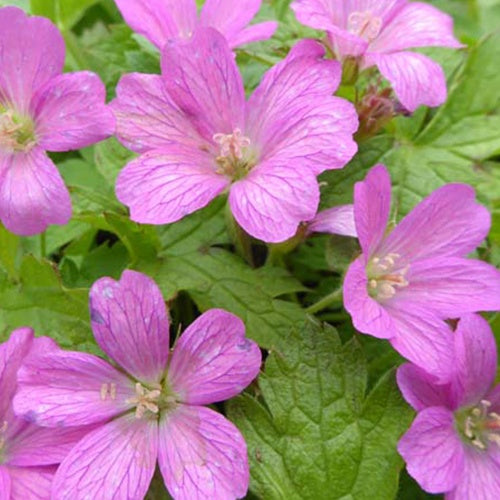 Géranium vivace d'Endress Beholders Eye - Geranium endressii beholders eye - Plantes