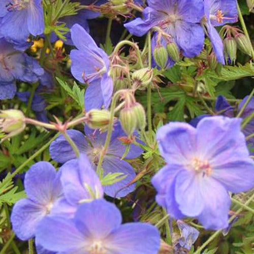 Géranium vivace Brookside - Geranium brookside - Plantes